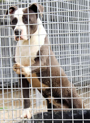 DDDawgs Double Trouble